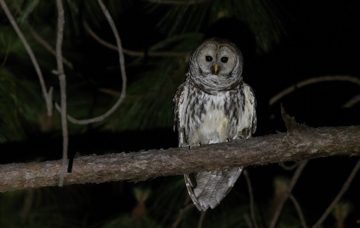 Cinereous Owl - ML618956642