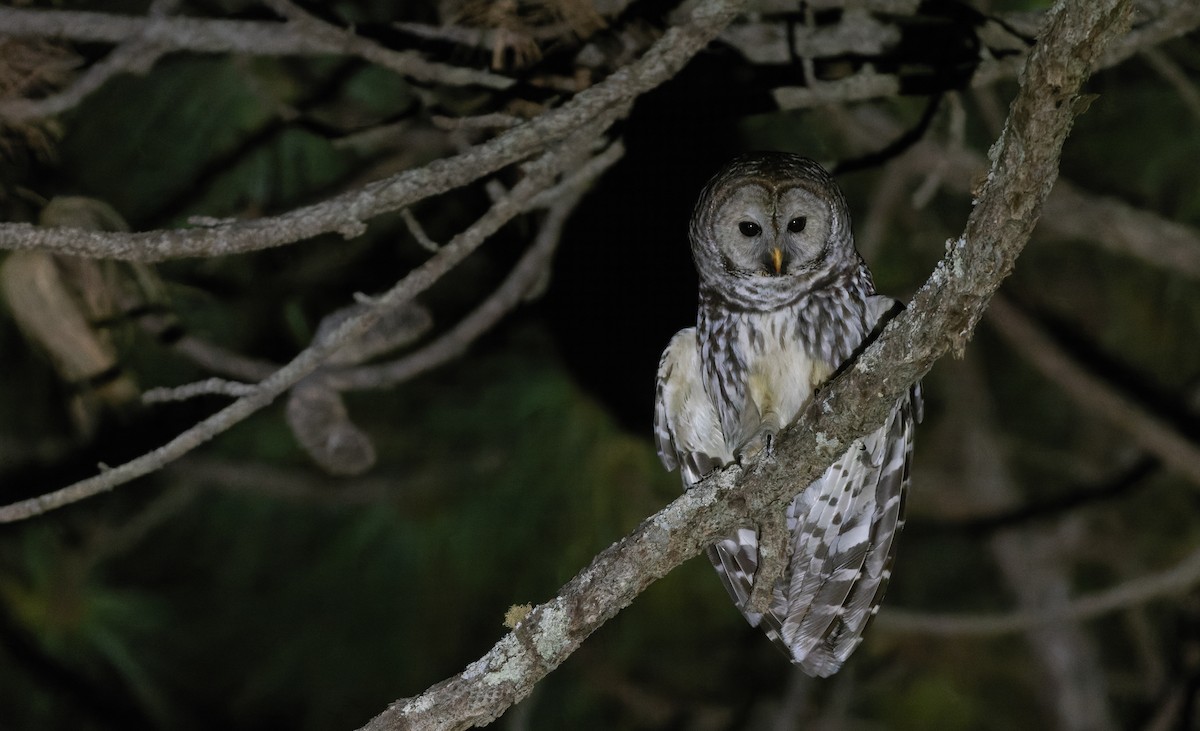 Cinereous Owl - ML618956644