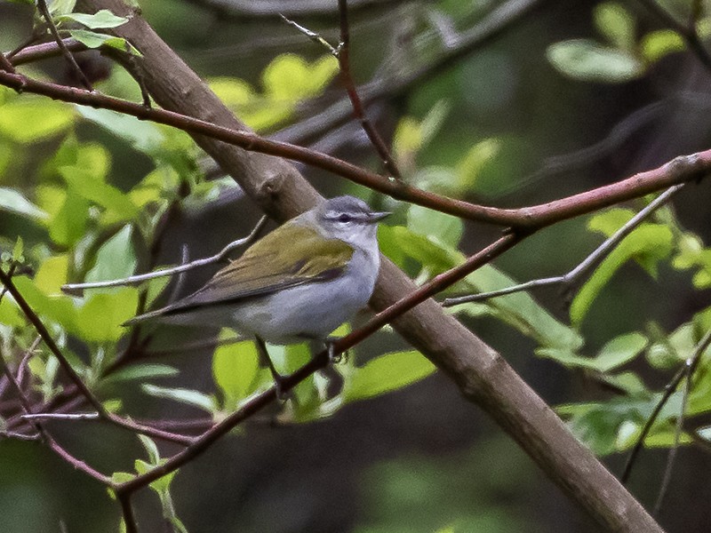 Tennessee Warbler - ML618956662