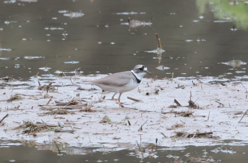 Long-billed Plover - 一起 呂