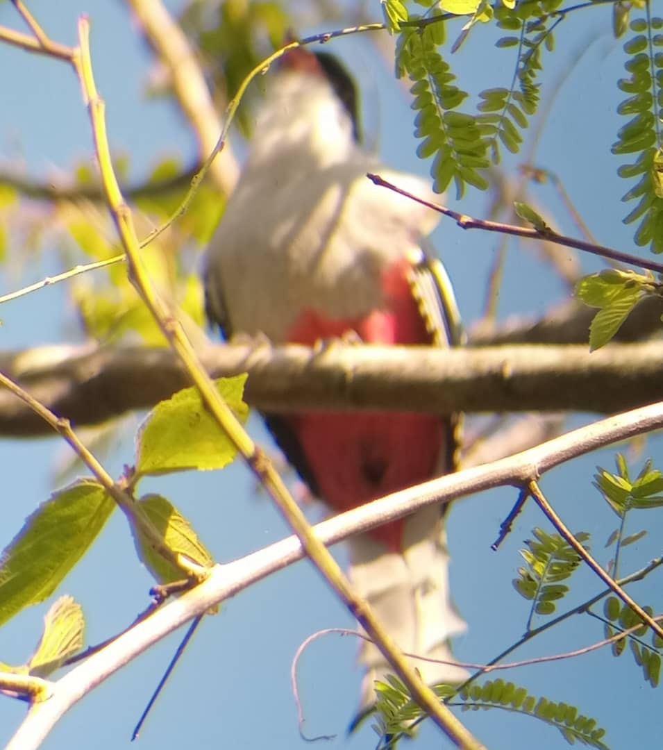 Cuban Trogon - Yusneyda Alarcón Jorge