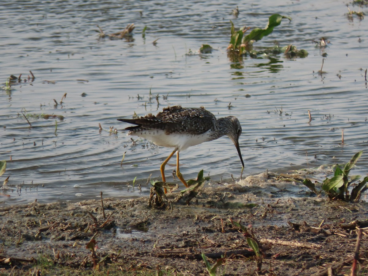 Greater Yellowlegs - ML618956676