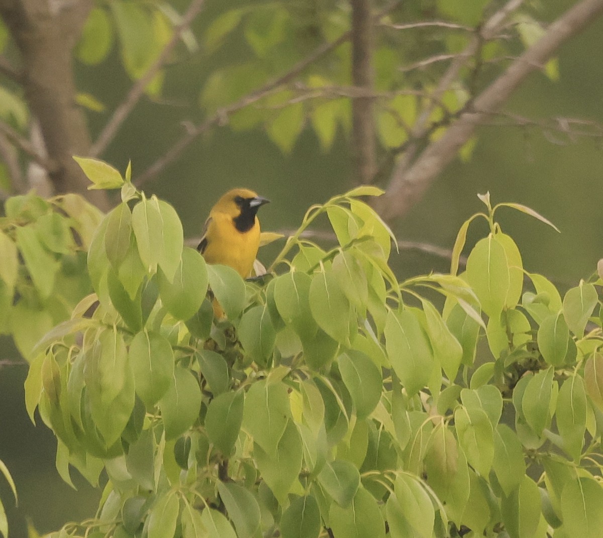 Orchard Oriole - ML618956684