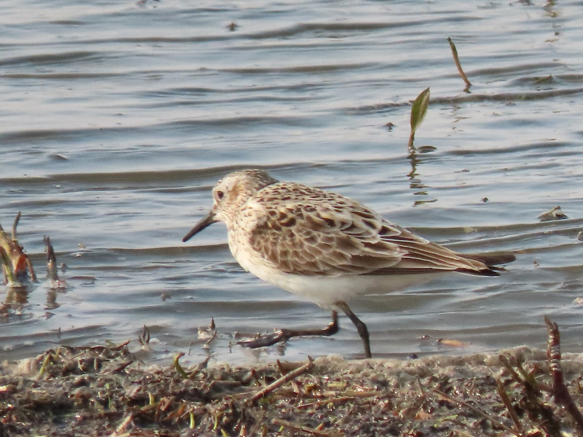 Baird's Sandpiper - ML618956686