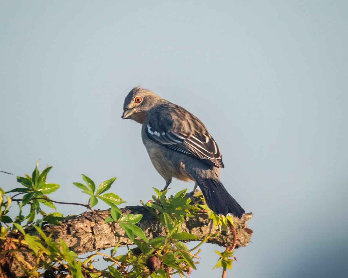 White-tipped Plantcutter - Santiago Chávez