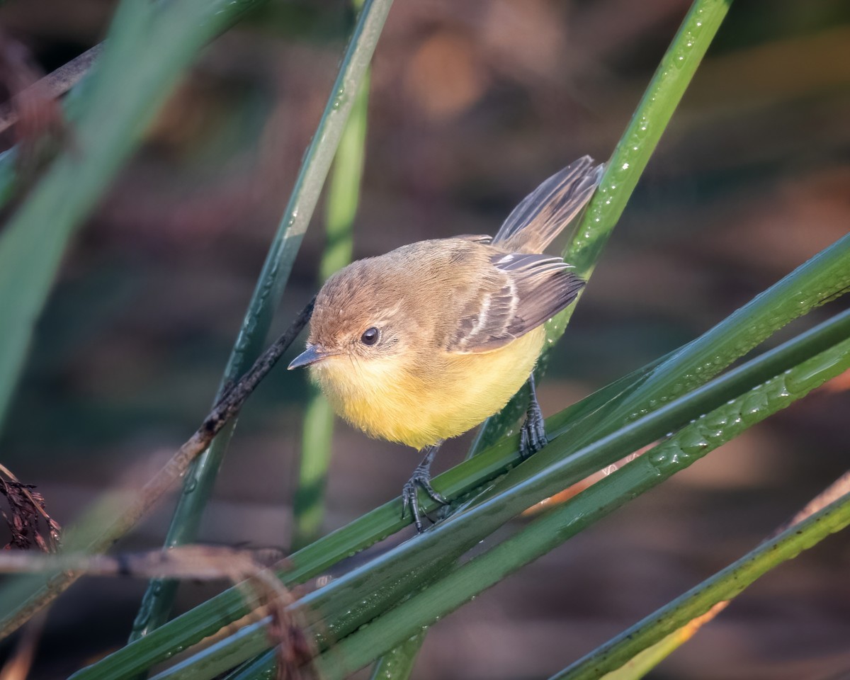 Warbling Doradito - ML618956703