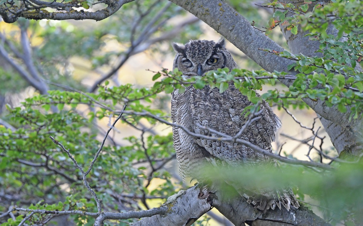 Lesser Horned Owl - Christoph Moning