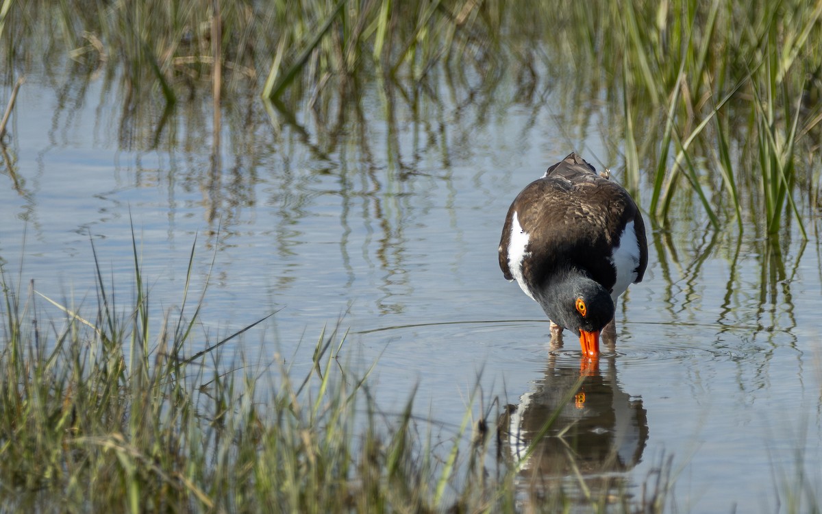 American Oystercatcher - Atlee Hargis