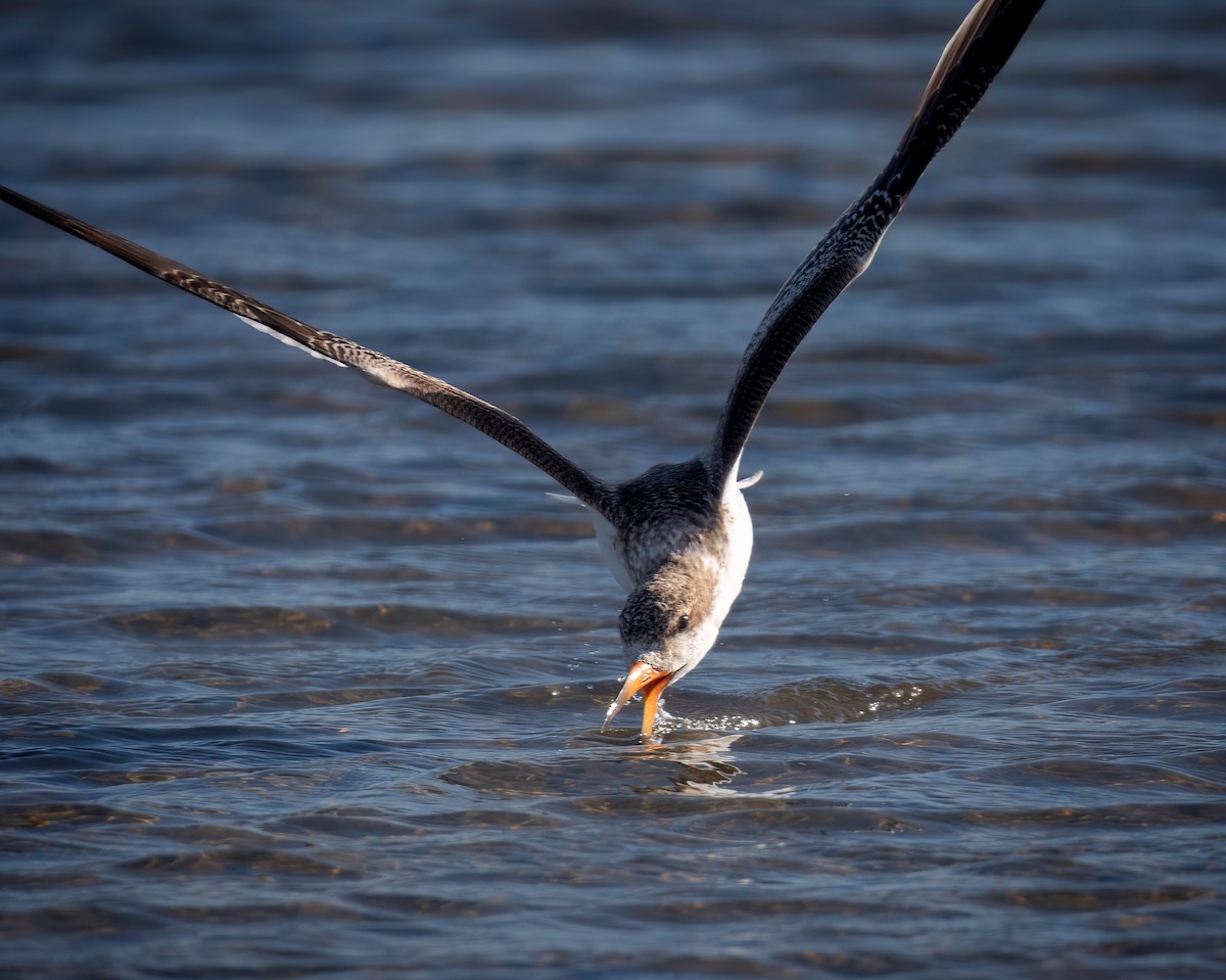 Black Skimmer - Santiago Chávez