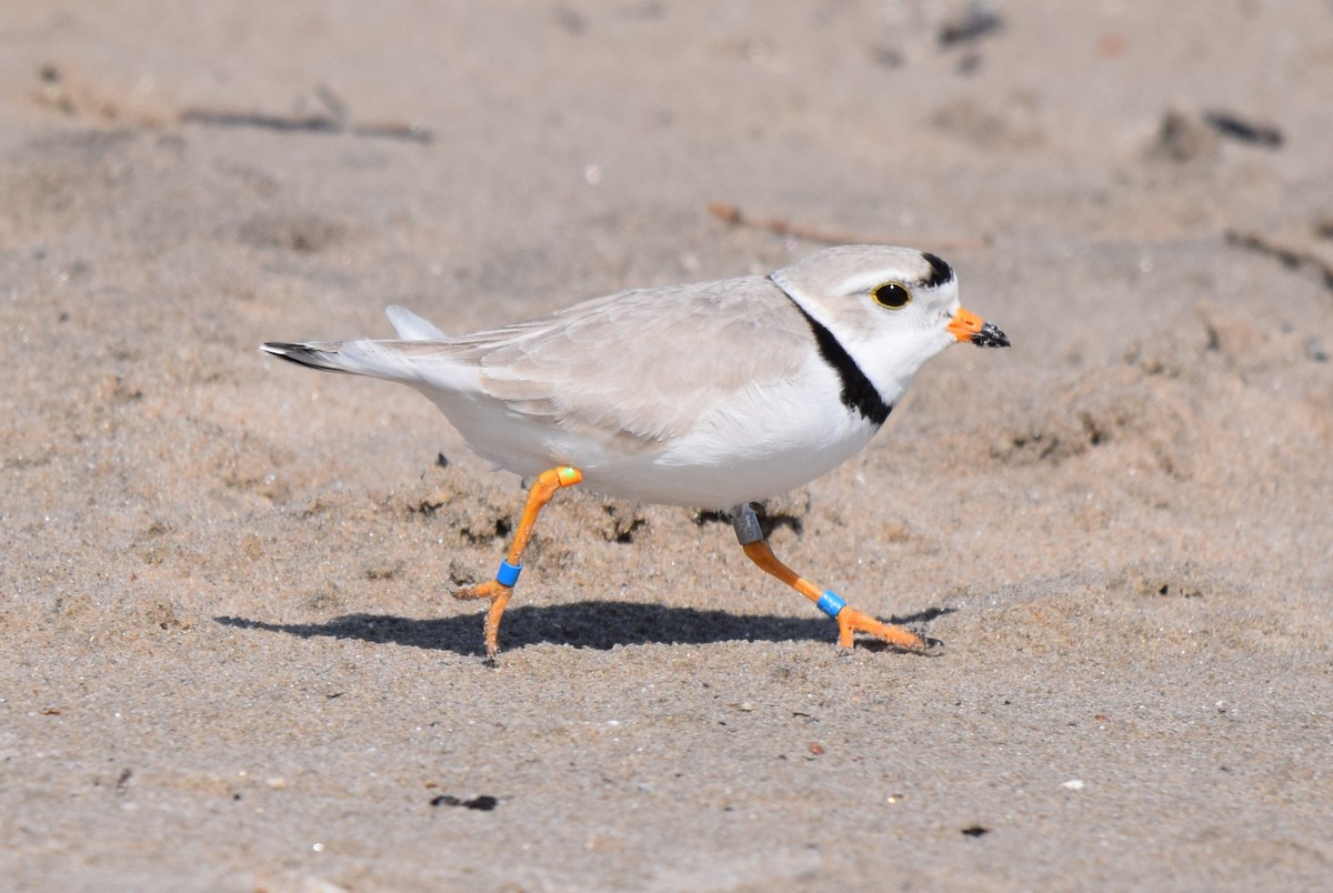 Piping Plover - John Wright