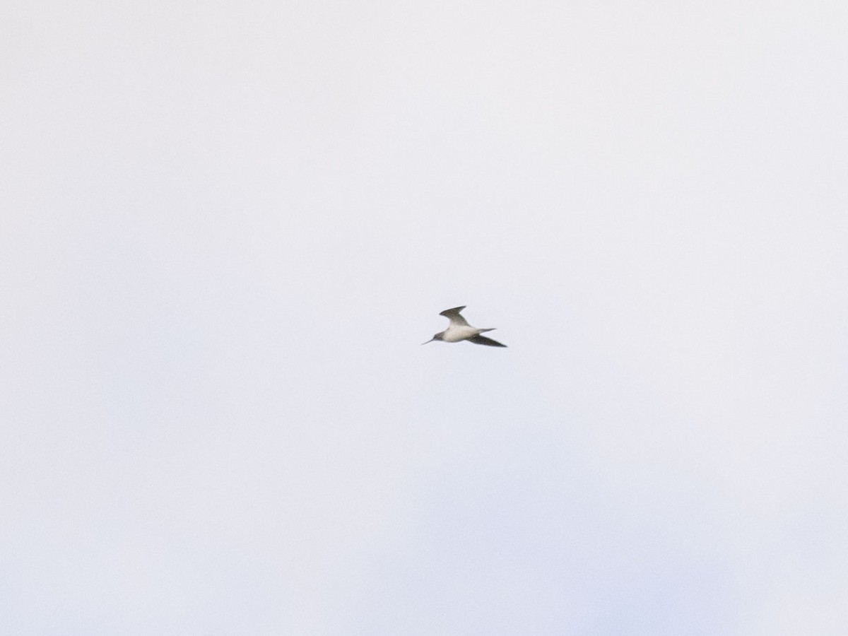 Common Greenshank - ML618956783