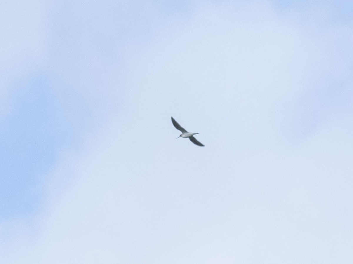 Common Greenshank - ML618956784