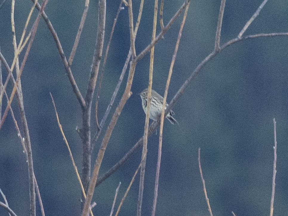 Meadow Pipit - Boris Georgi