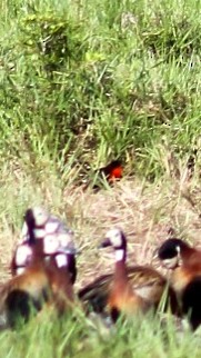 Red-breasted Meadowlark - lola aleman