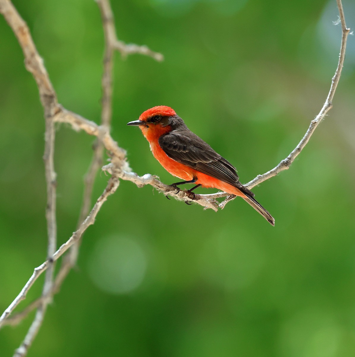 Vermilion Flycatcher - Tina Van Dusen