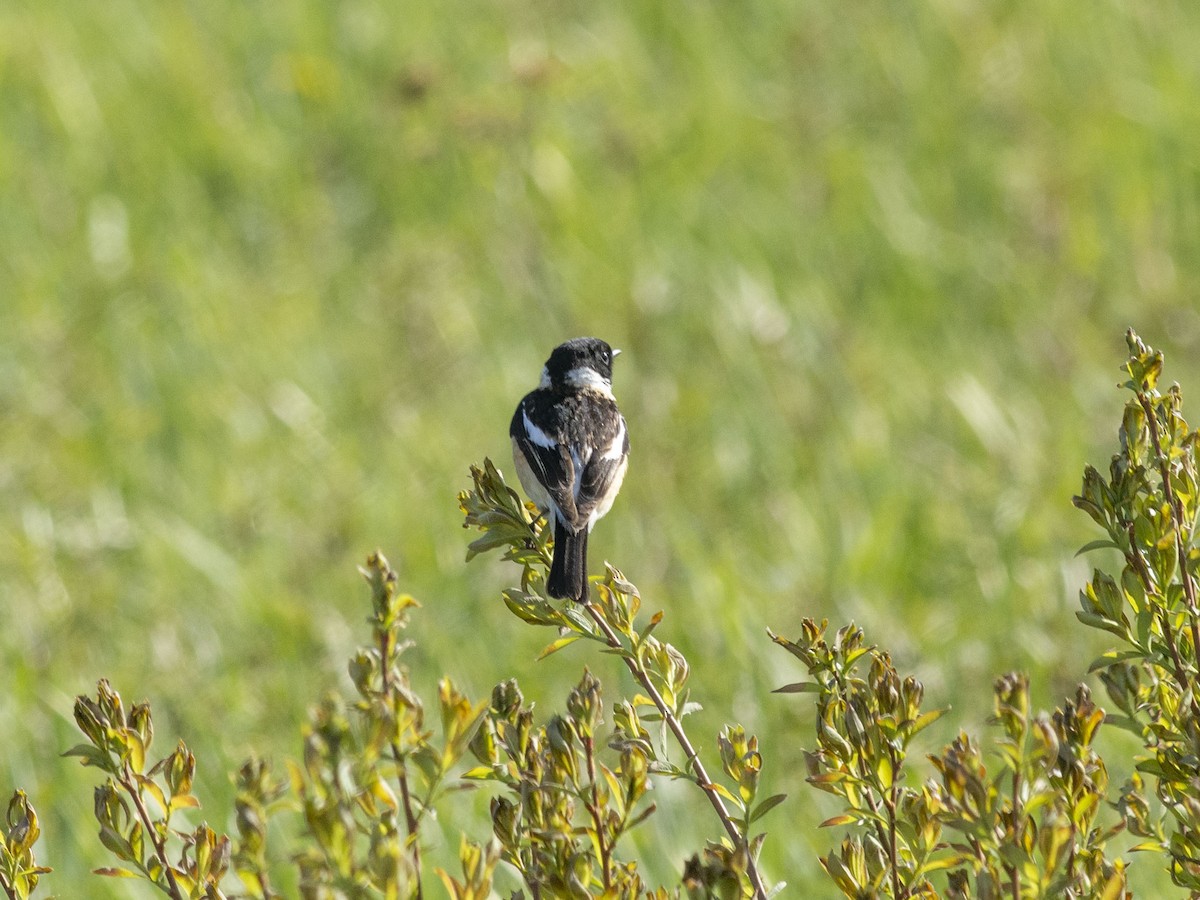 Siberian Stonechat (Siberian) - ML618956806