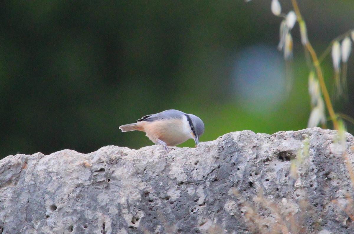 Western Rock Nuthatch - ML618956831