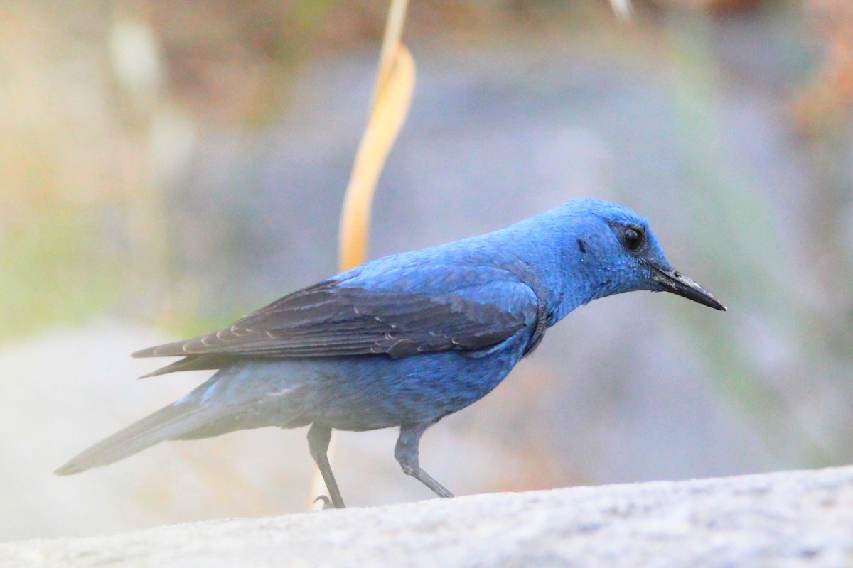 Blue Rock-Thrush - David Cross