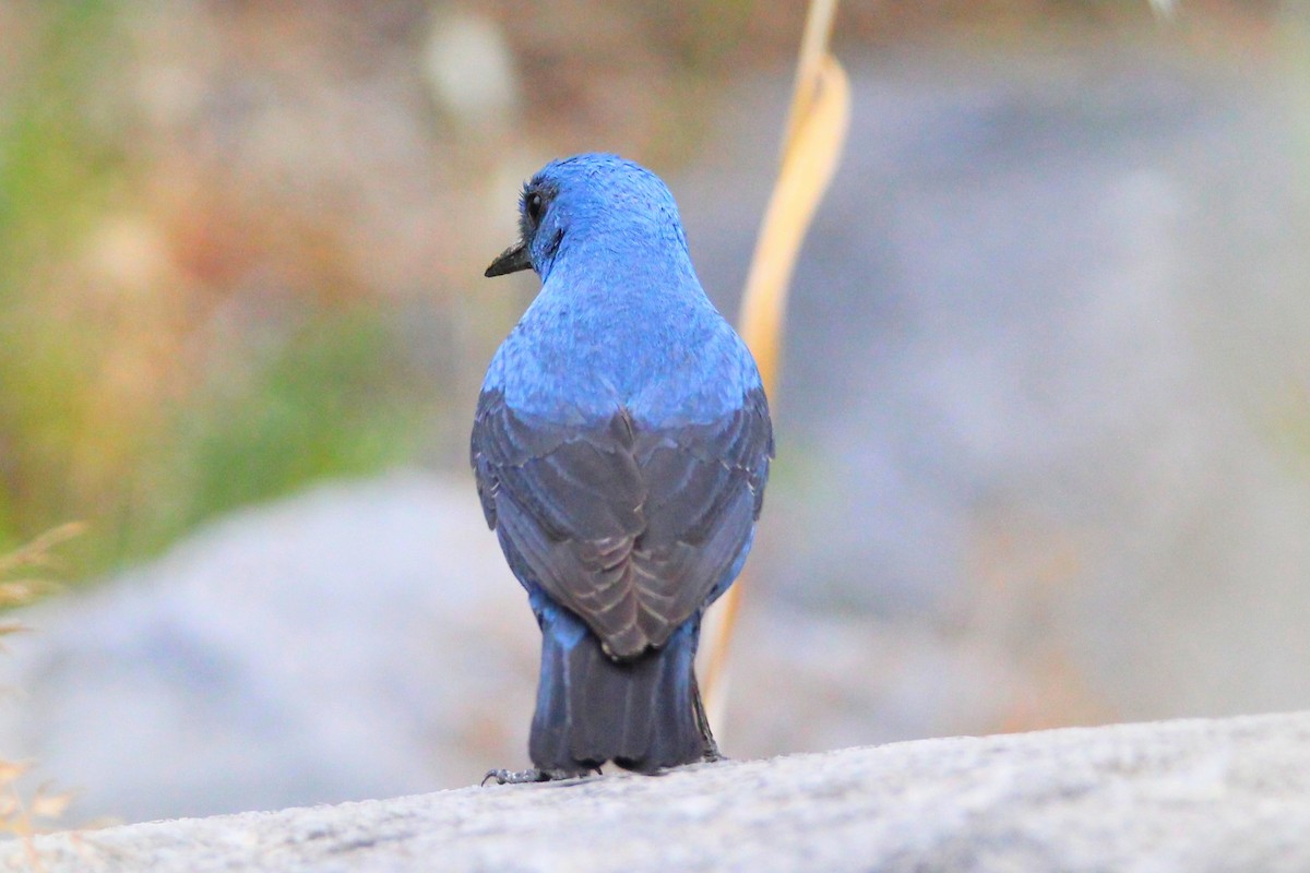 Blue Rock-Thrush - ML618956836