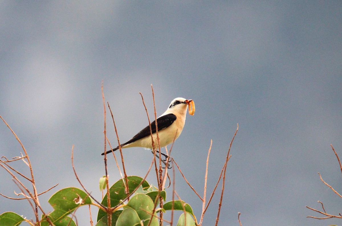 Northern Wheatear - ML618956839