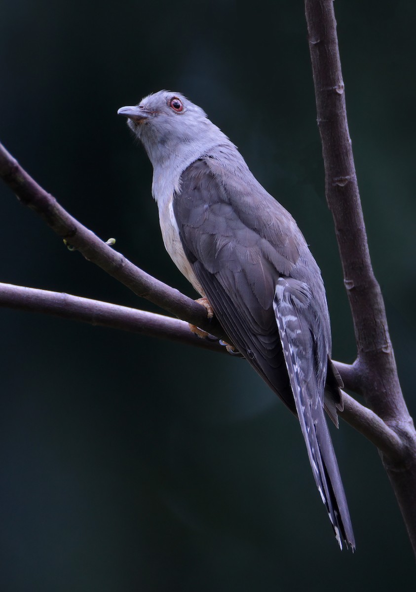 Plaintive Cuckoo - sheau torng lim