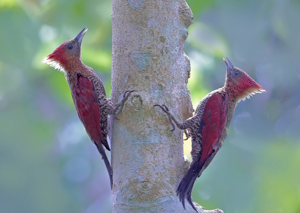 Banded Woodpecker - sheau torng lim
