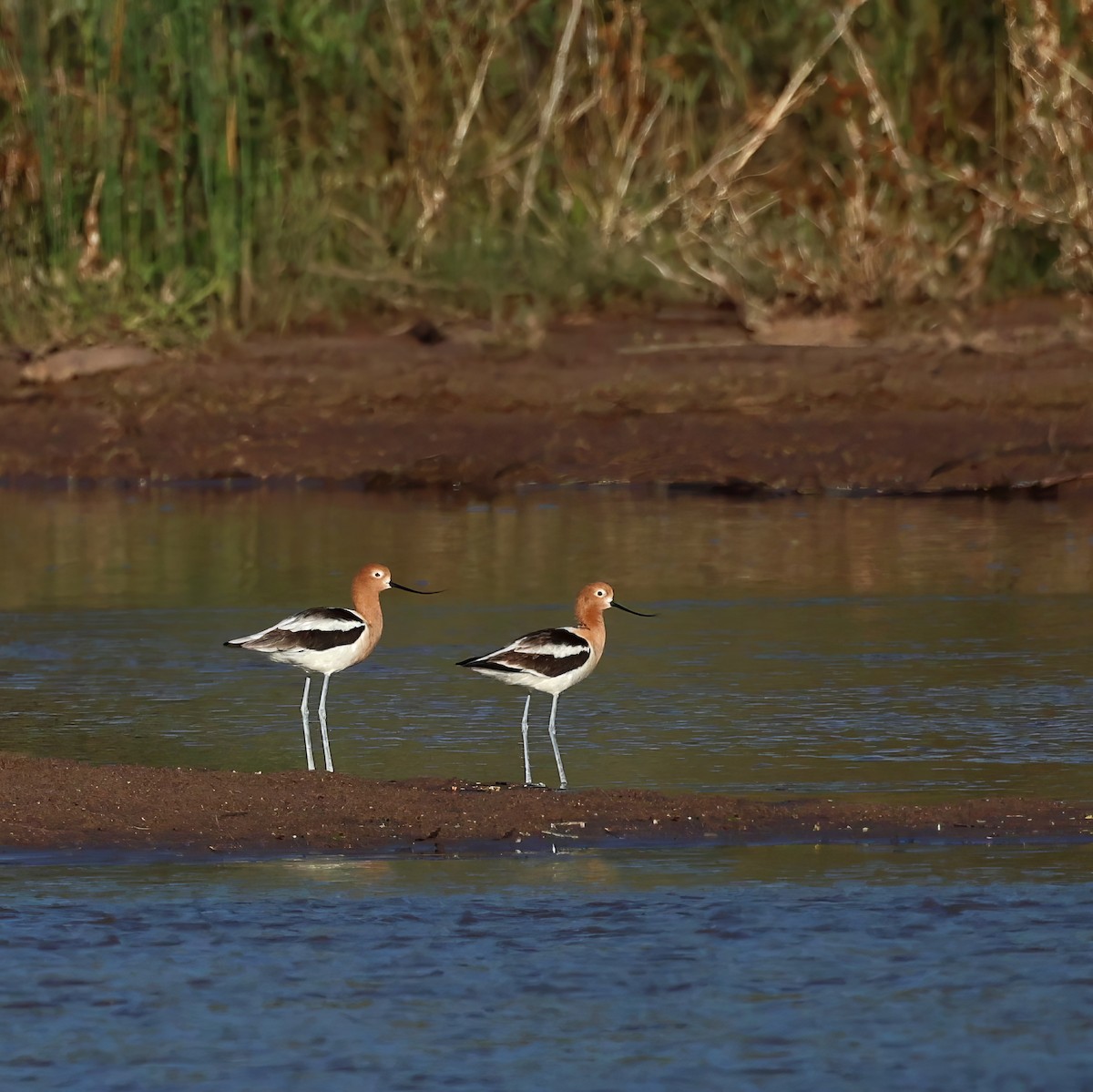 American Avocet - Tina Van Dusen