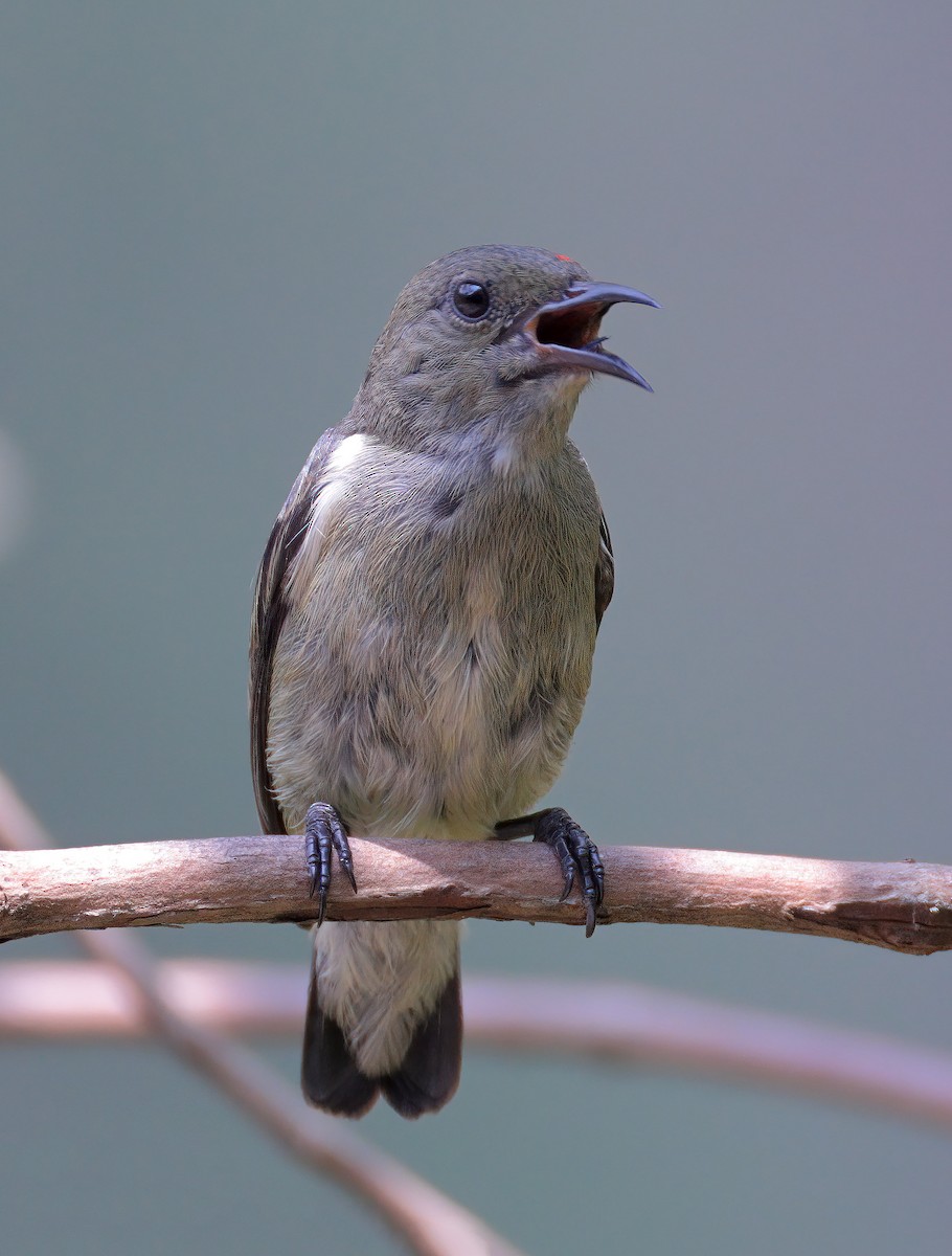 Scarlet-backed Flowerpecker - sheau torng lim