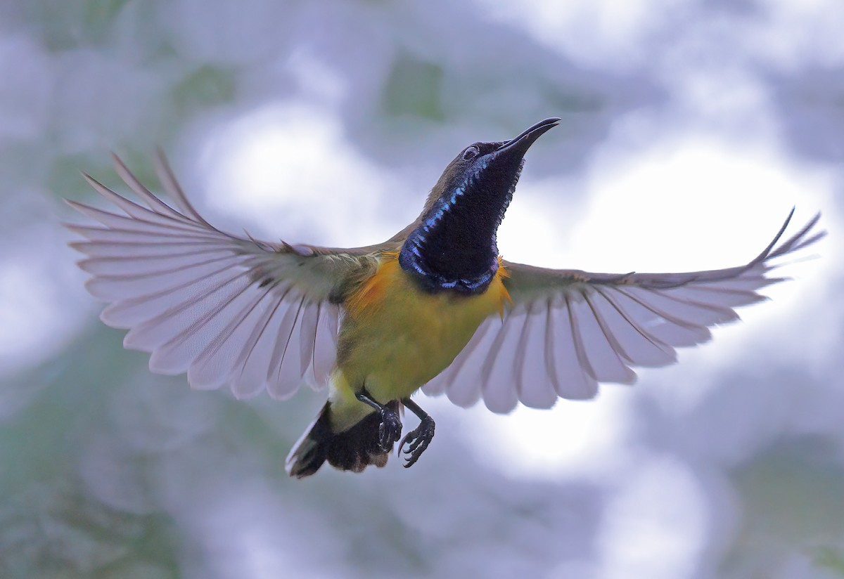 Ornate Sunbird - sheau torng lim