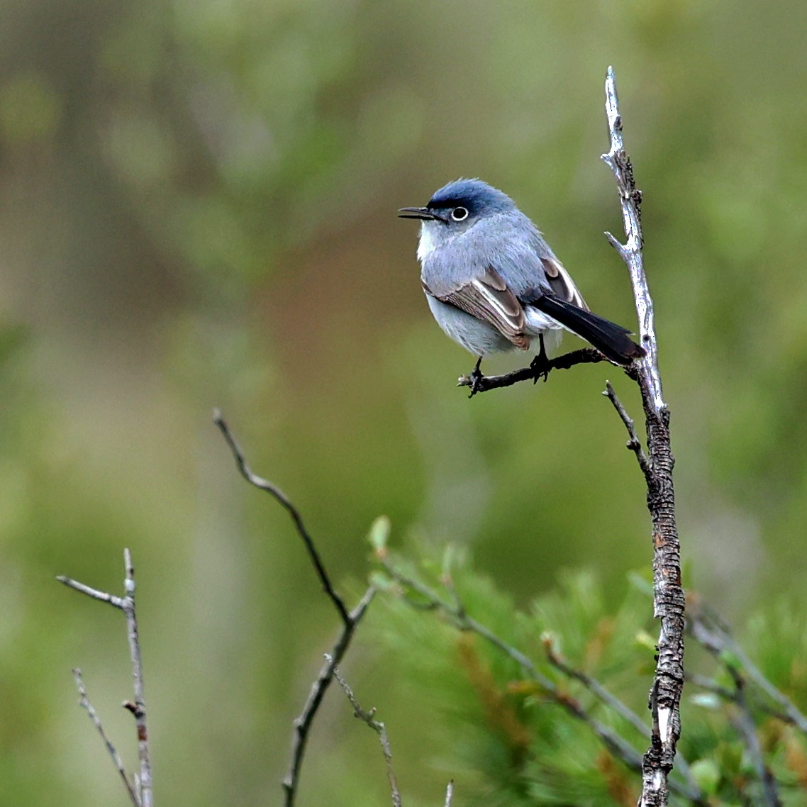 Blue-gray Gnatcatcher - Tina Van Dusen