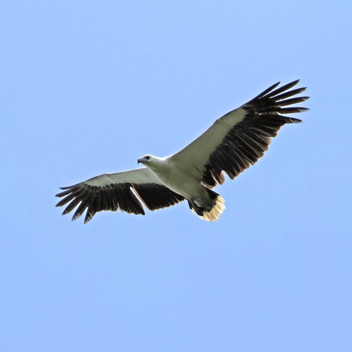 White-bellied Sea-Eagle - Ching Chai Liew