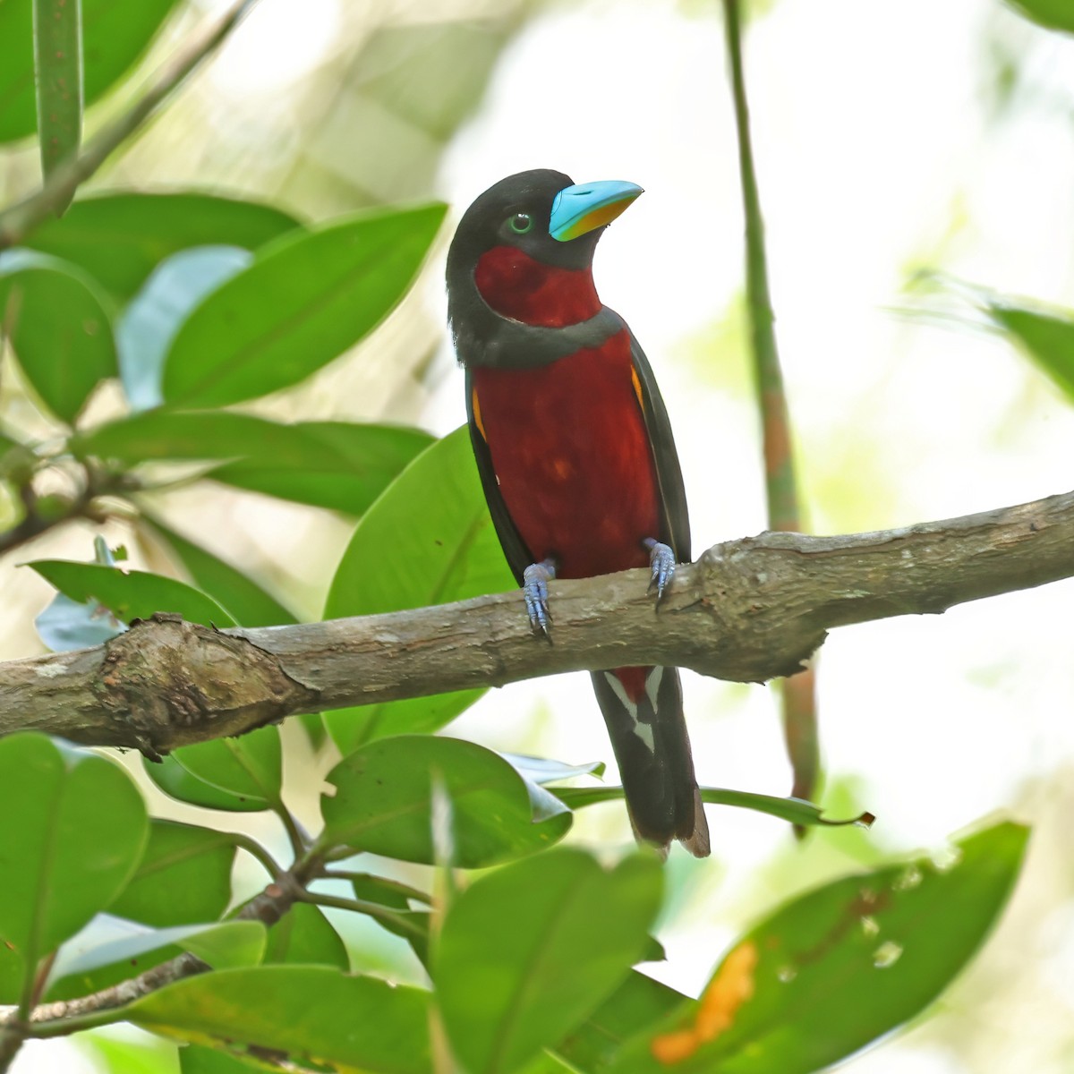 Black-and-red Broadbill - Ching Chai Liew