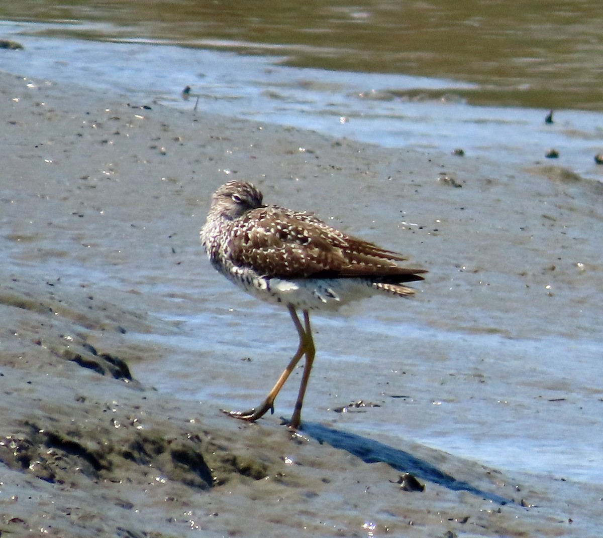 Greater Yellowlegs - ML618956905