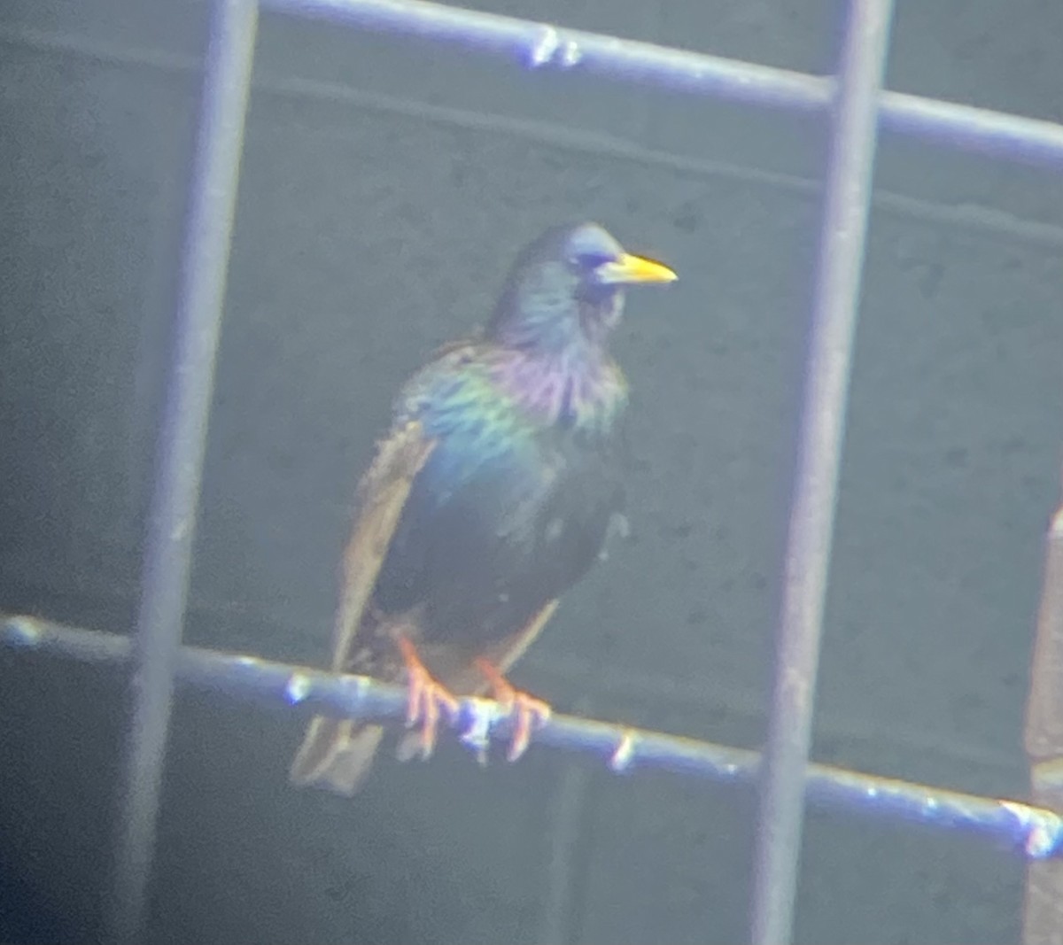 European Starling - ML618956908
