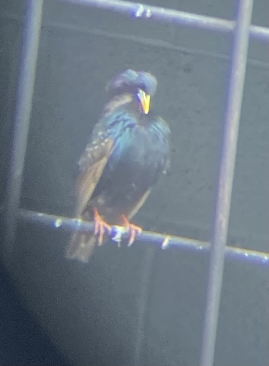 European Starling - ML618956909