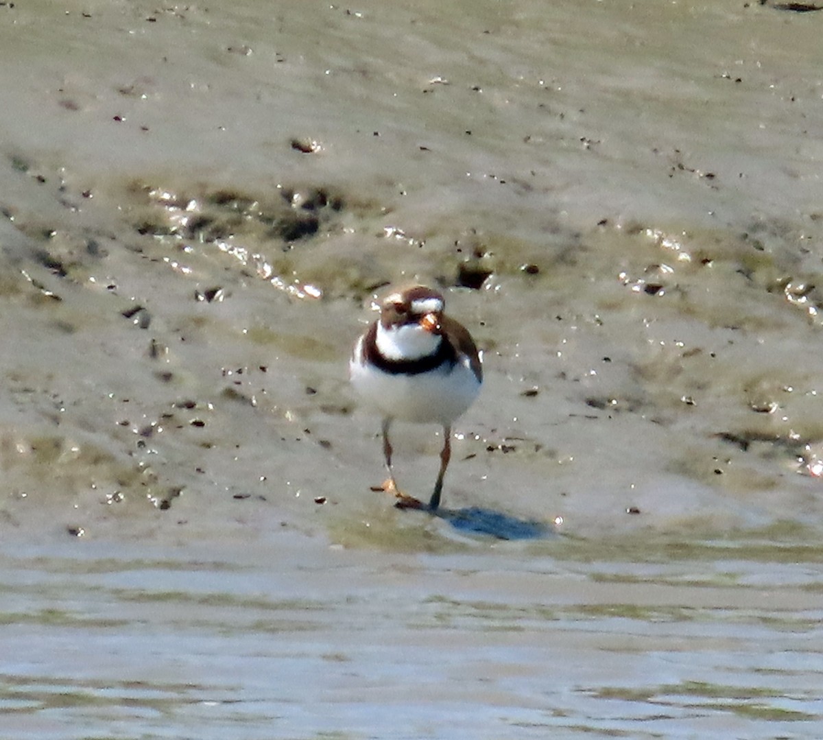 Semipalmated Plover - JoAnn Potter Riggle 🦤