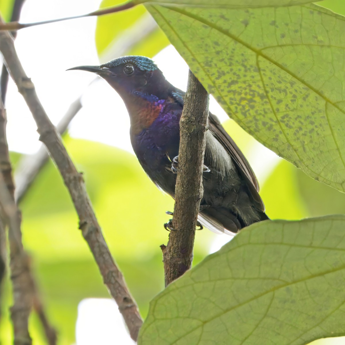Copper-throated Sunbird - Ching Chai Liew