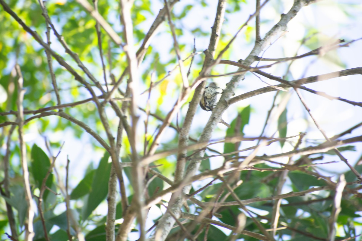 Scaled Piculet - lola aleman