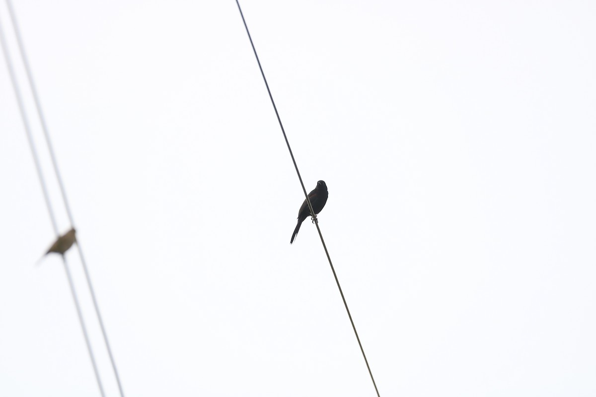 Variable Oriole - Henrique Ressel