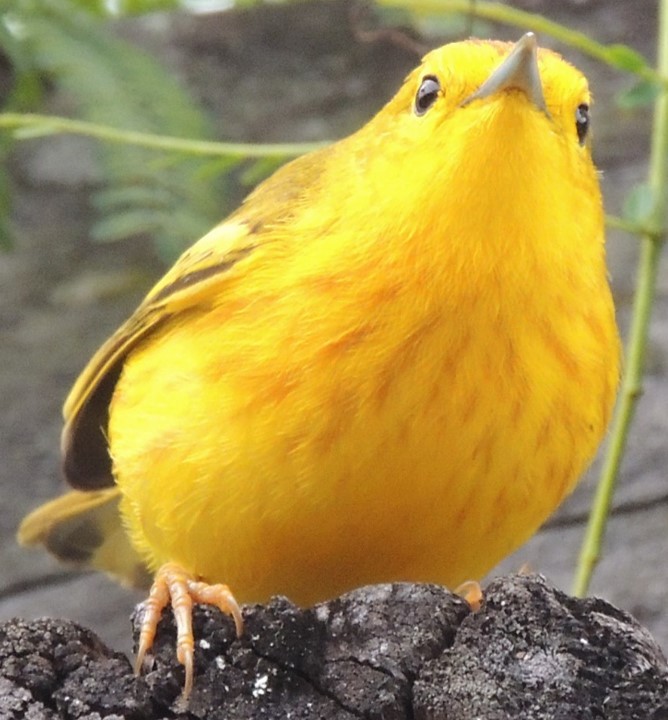 Yellow Warbler (Galapagos) - Jeffrey C and Teresa B Freedman