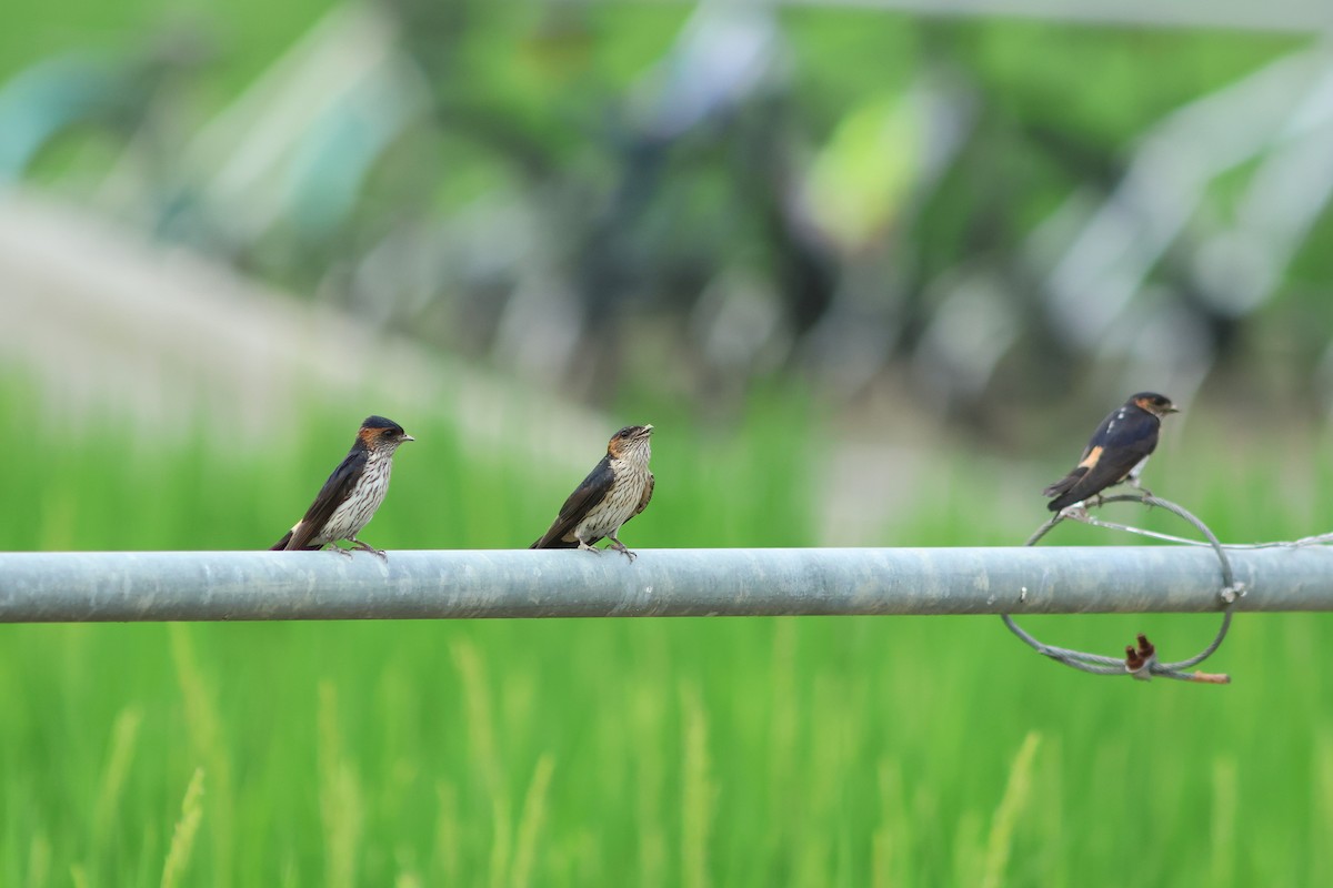 Striated Swallow - Jo-Szu [Ross] (若詩) Tsai (蔡)