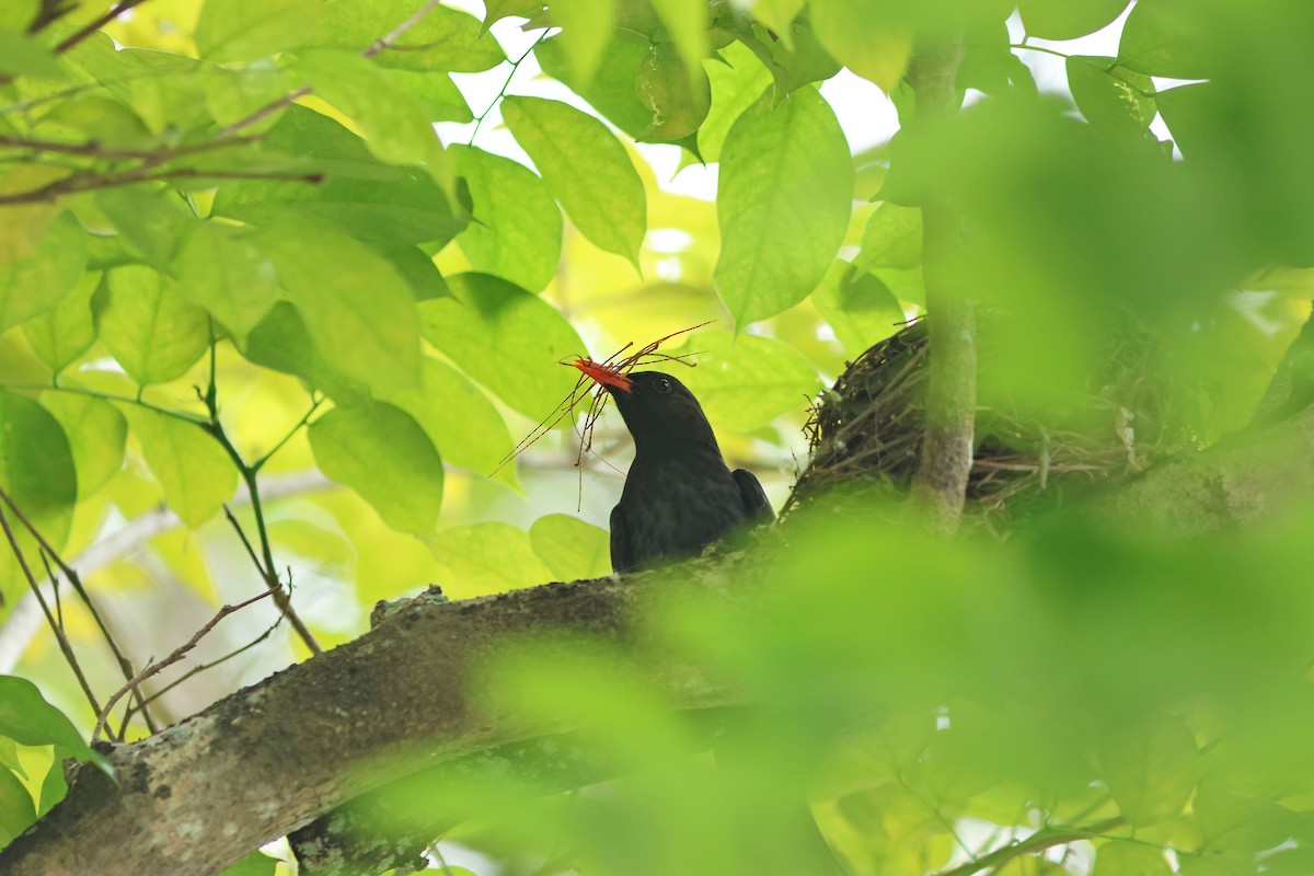 Bulbul Negro - ML618956985