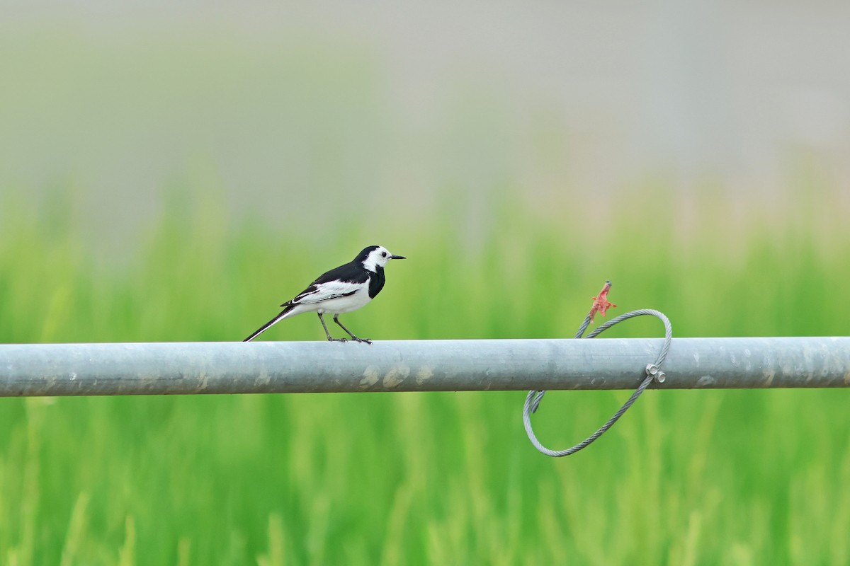 White Wagtail (Chinese) - ML618957003