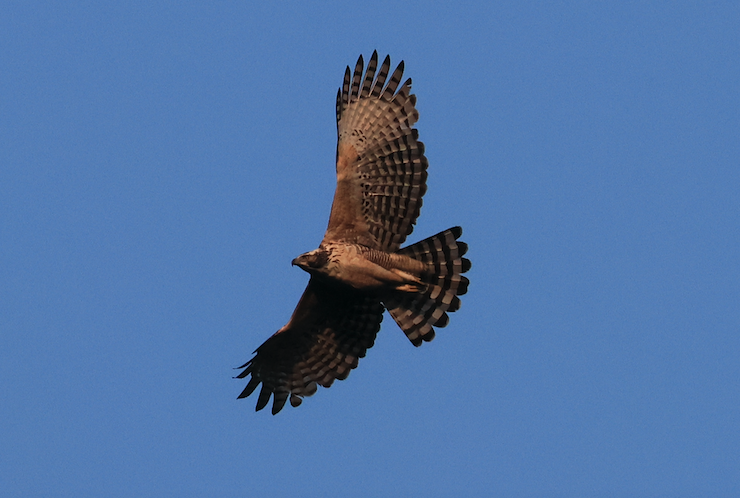 Águila Montañesa - ML618957009