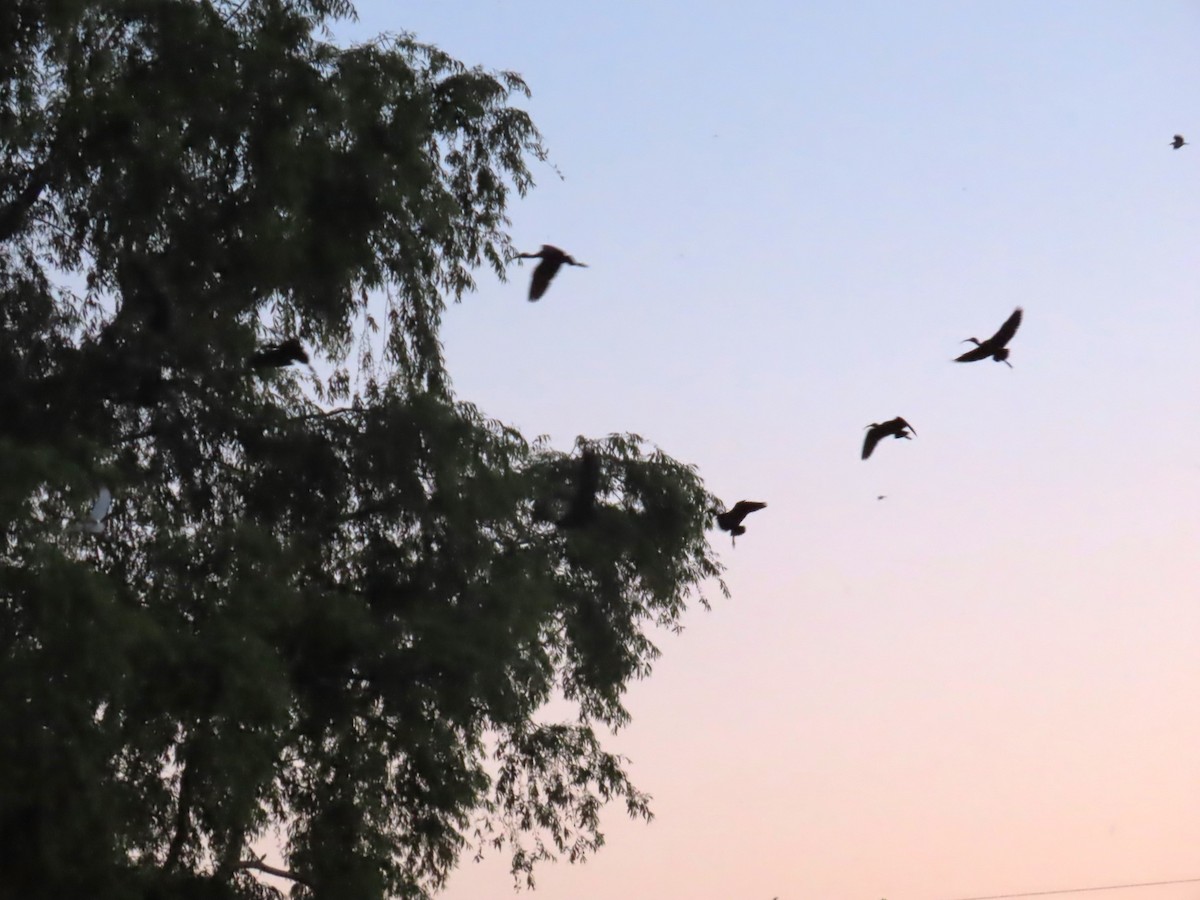 Glossy Ibis - ML618957016