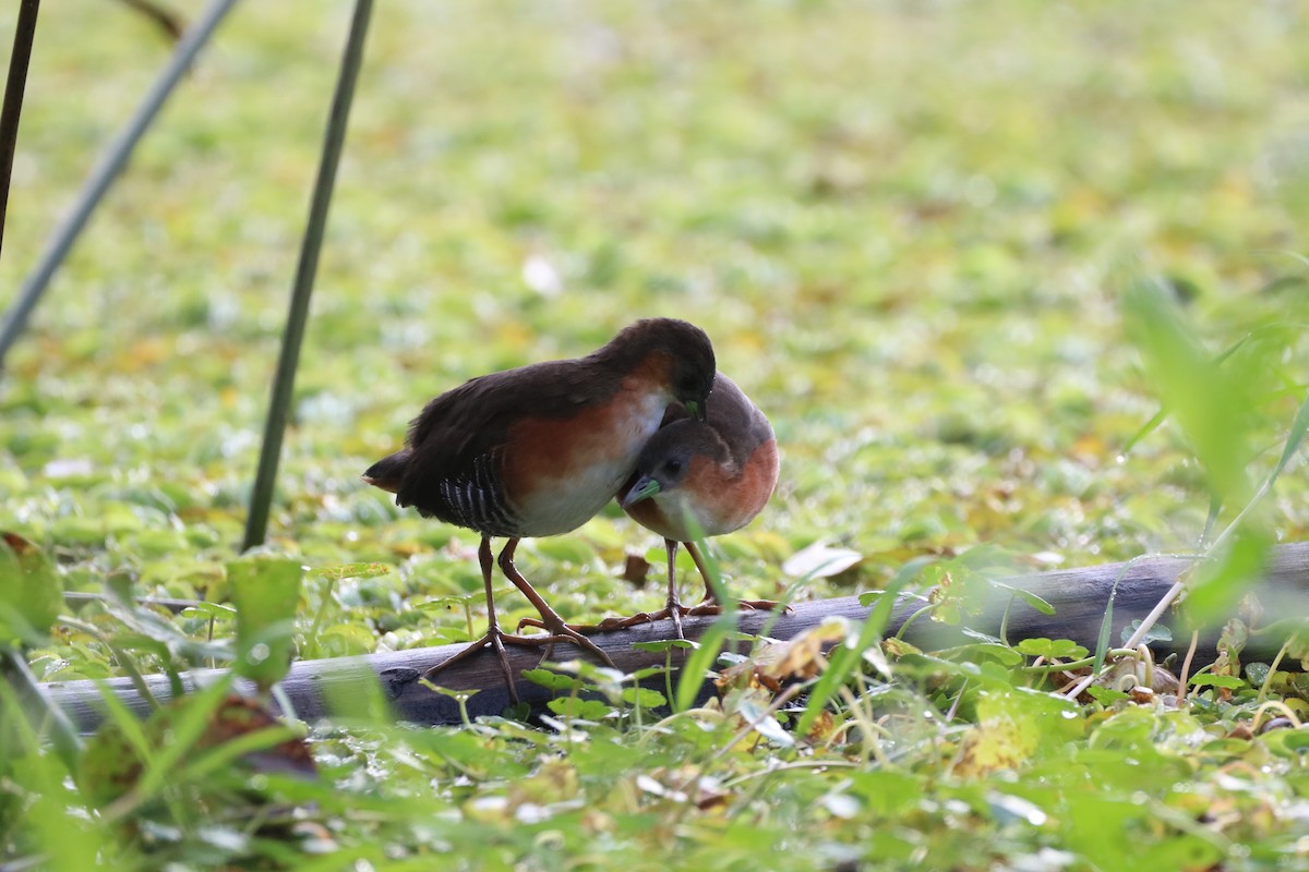 Rufous-sided Crake - Henrique Ressel