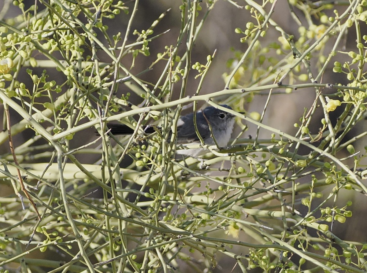 Black-tailed Gnatcatcher - Jeffery Sole