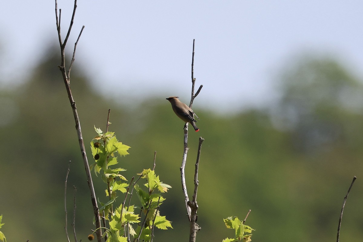 Japanese Waxwing - Woochan Kwon