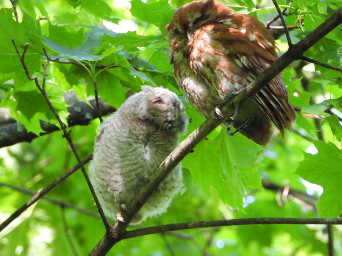 Eastern Screech-Owl - ML618957049