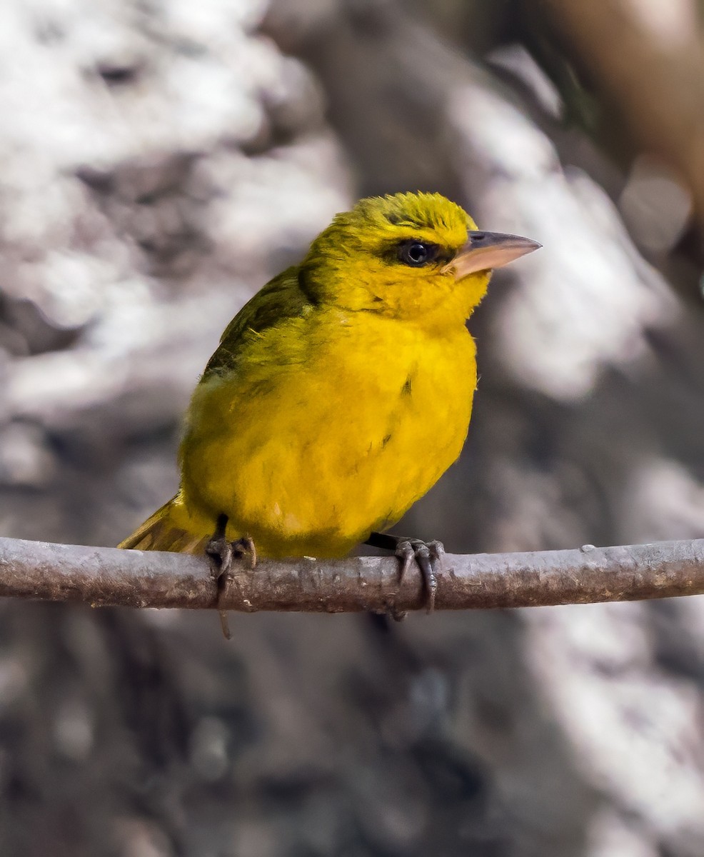 Olive-naped Weaver - Russell Scott